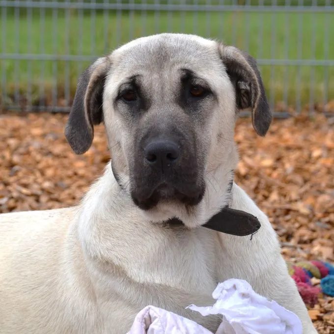 Olga - kangal-mix zur Adoption