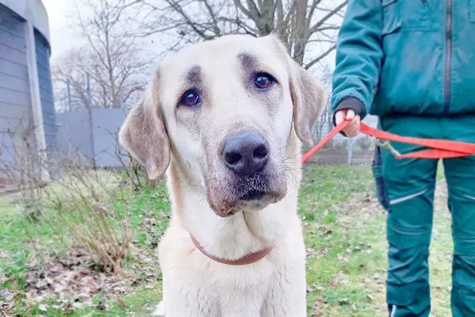 Hund aus Tierheim, Angel | Kangal Weiblich