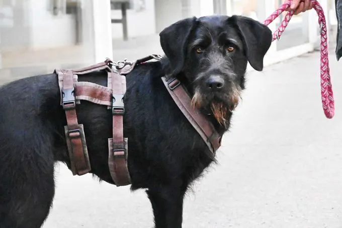 Hund aus Tierheim, Pepper | Drahthaar Labrador Mix Weiblich