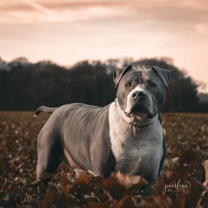 Hund aus Tierheim, Django | Blau Weiß Staffordshire Mix Männlich