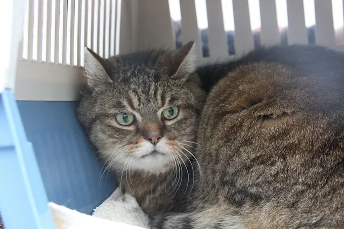 Emil - EKH zur Adoption
