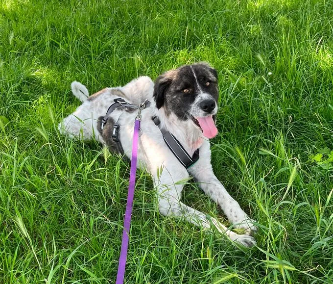 Bella - herdenschutzhund zur Adoption