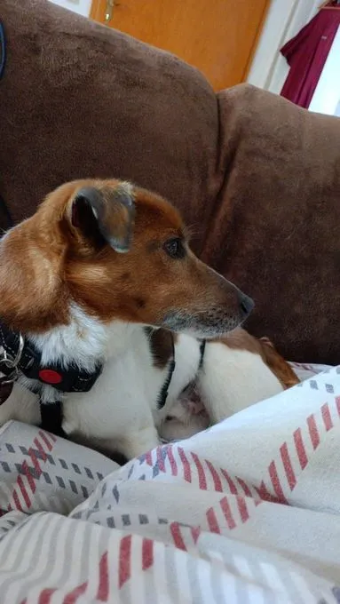 Dog from shelter, Balou | Terrier Mix Male