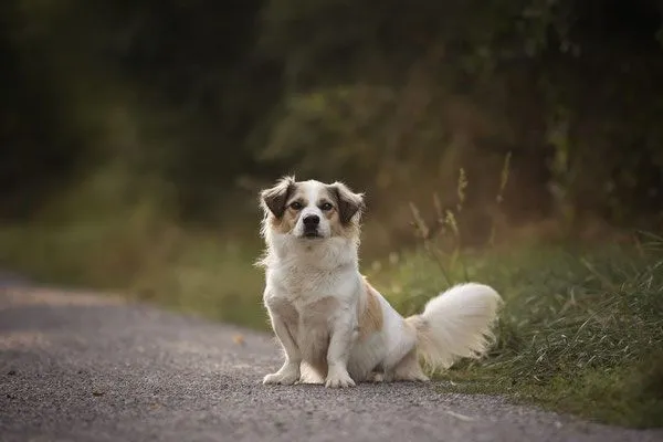Hund aus Tierheim, Rufus | Weiß Beige Mischling Männlich