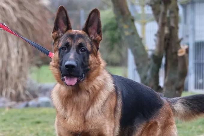 Roy von der Tanzdiele - Deutscher Schäferhund zur Adoption