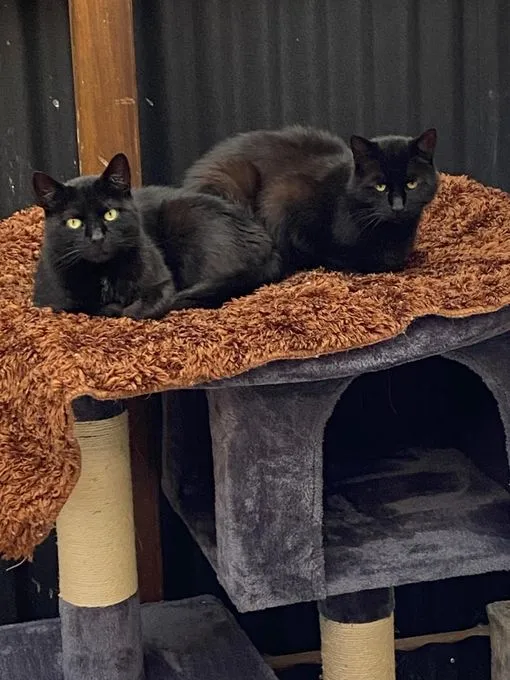 Katze aus Tierheim, Mohrle Leopold Und Mr Josi | Schwarz Europäische Hauskatzen Männlich