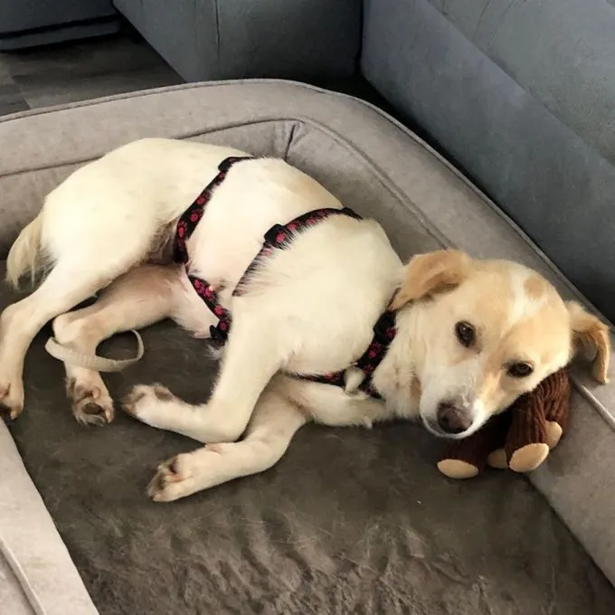 Mirka - Mirka zur Adoption