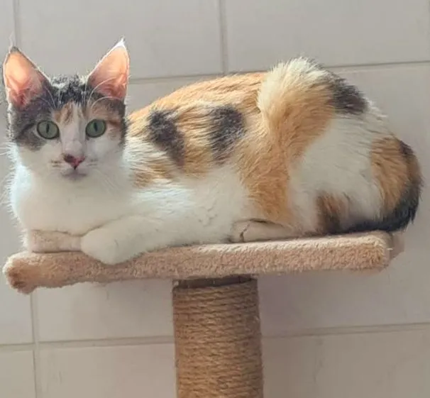 Ginger - EKH zur Adoption