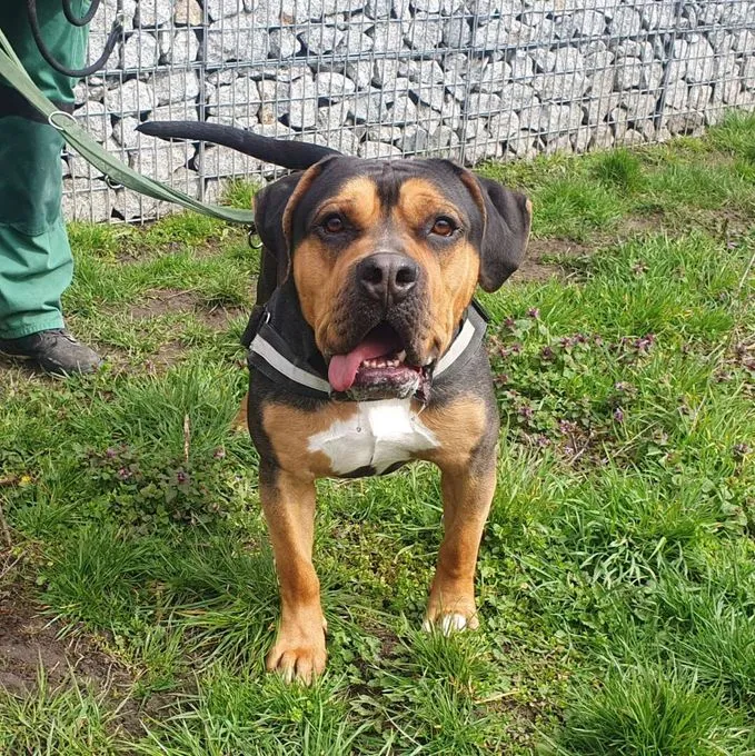Dog from shelter, Eddy | Cane Corso Bulldog Mix Male