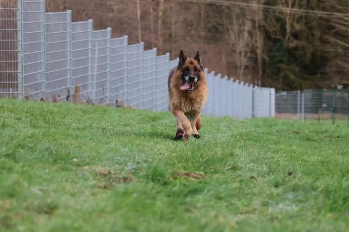 Dog from shelter, Bruce | Braun Schwarz Schäferhund Male