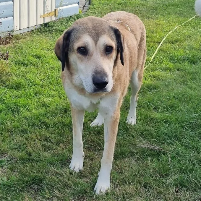 Vicky - mischling zur Adoption