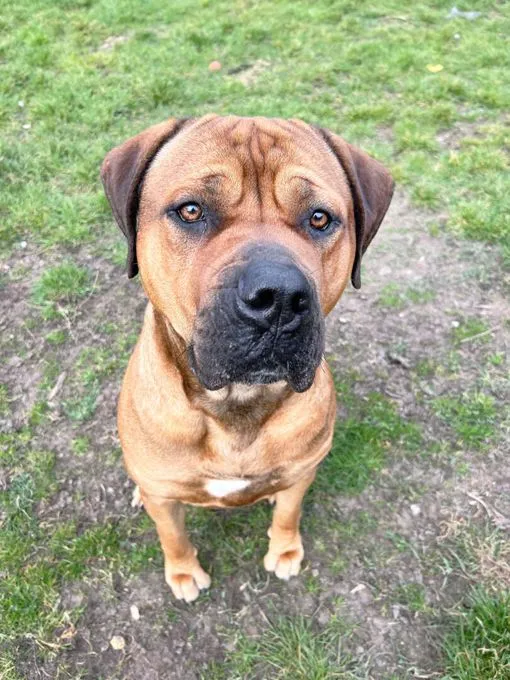 Hund aus Tierheim, Brommel | Boerboel Mix Weiblich