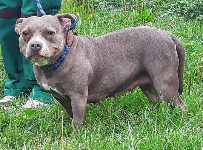Hund aus Tierheim, Olivia | Staffordshire Bullterrier Weiblich