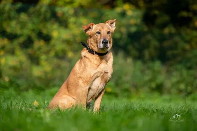 Dog from shelter, Noruk | Hell Retriever Chow Chow Mix Male