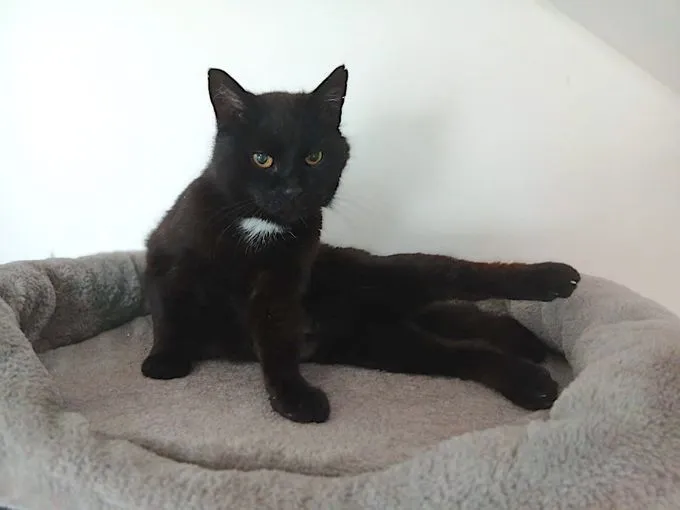 Nala - ekh zur Adoption