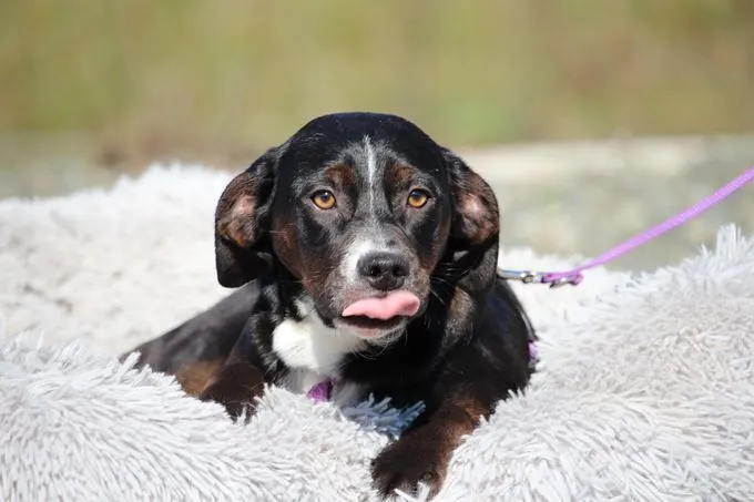 Kamila - Mix zur Adoption