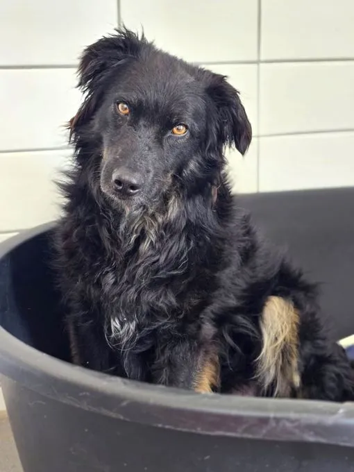 Dog from shelter, Ängstlicher Loki Sucht Pflegestelle Oder Zuhause | Schwarz Mischling Male