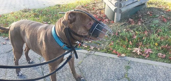 Hund aus Tierheim, Tj Tommy Junior | Staffordshire Mix Männlich