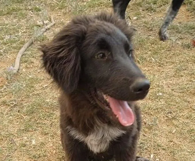 Dog from shelter, Zelis | Dunkelbraun Mischling Male