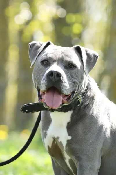 Dog from shelter, Blue | Staffordshire Mix Male