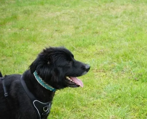 Dog from shelter, Benni | Kaukasen Mix Male