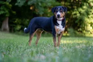 Dog from shelter, Ludwig | Appenzeller Sennenhund Male