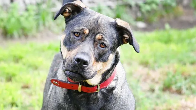 Feta - Schäferhund-Canecorso-Husky-Mix zur Adoption