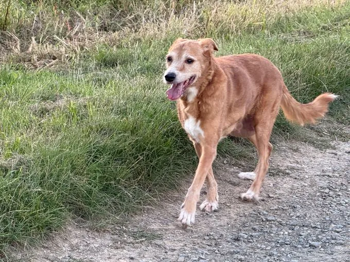 Vermittlungshilfe - Hugo - mischling zur Adoption