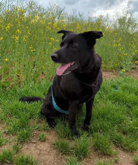 Ronja - labrador-mix zur Adoption