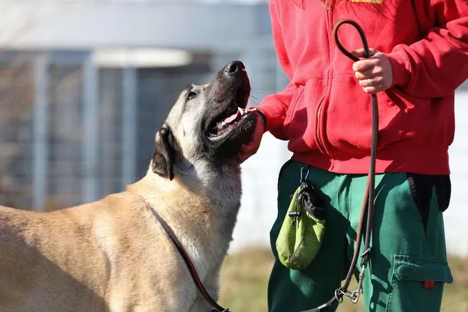 Hund aus Tierheim, Melek | Kangal Weiblich