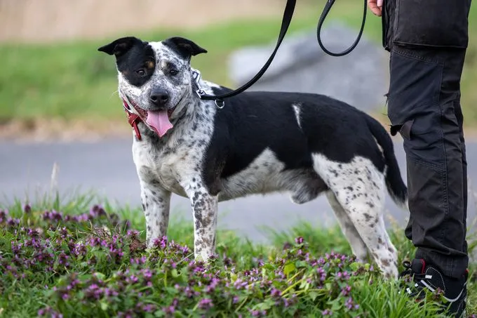 Montgomery - Australian Cattle Dog - Mix zur Adoption