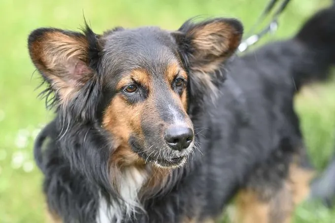 Dog from shelter, Taison | Schäferhund Collie Mix Female