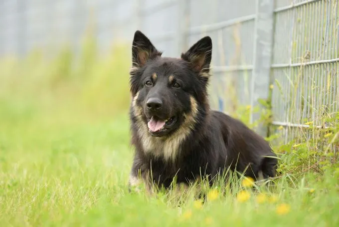 Dog from shelter, Gero | Deutscher Schäferhund Male