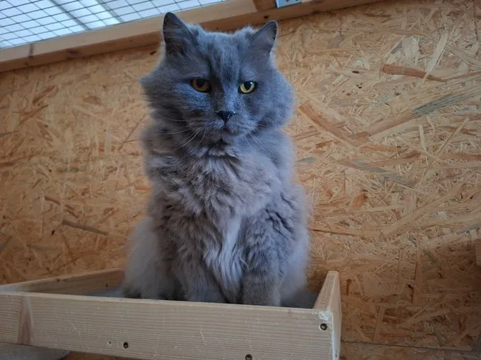 Findus und Lasse - perser zur Adoption