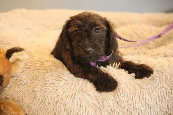 Manissa - Mix zur Adoption