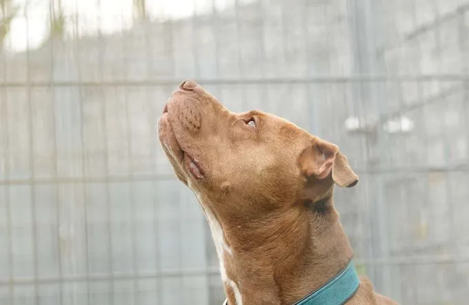 Hund aus Tierheim, Tj Tommy Junior | Staffordshire Mix Männlich