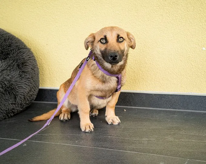 Anda - mischling zur Adoption
