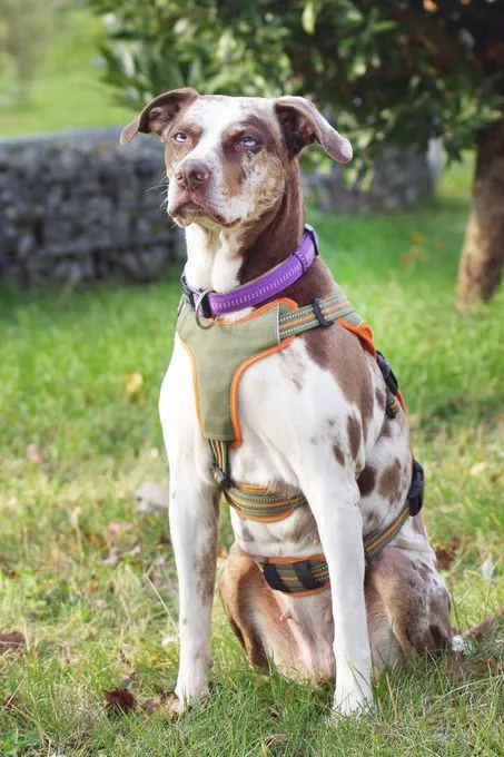 Dog from shelter, Mia | Catahoula Staffordshire Mix Female