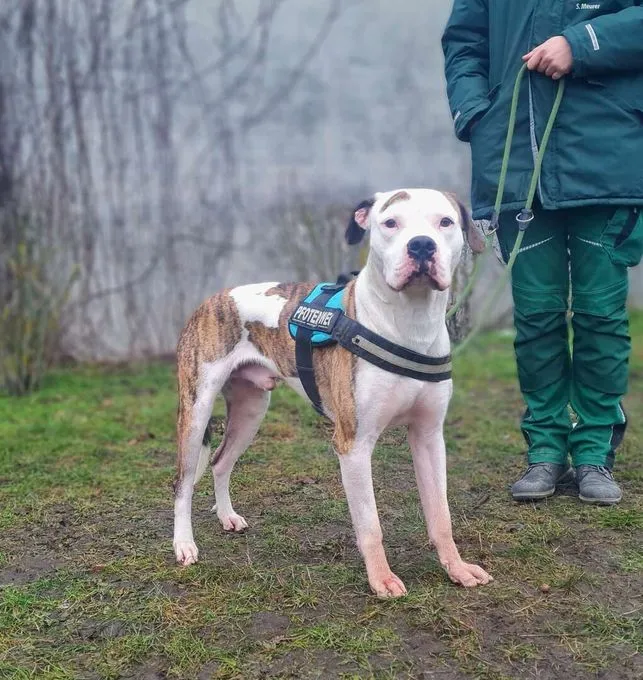 Hund aus Tierheim, Stone | Staffordshire Terrier Mix Männlich