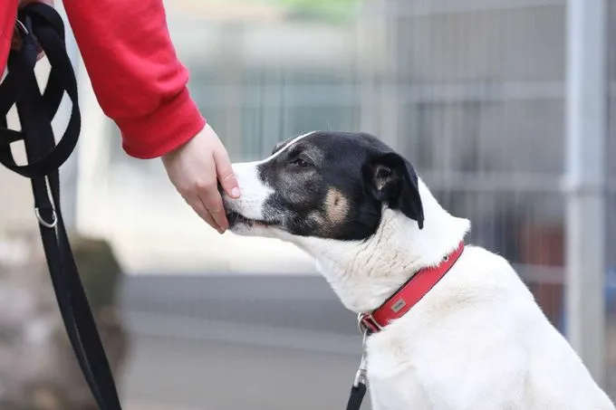 Hund aus Tierheim, Paul | Jagdhund Mix Männlich