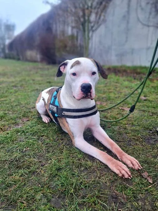Hund aus Tierheim, Stone | Staffordshire Terrier Mix Männlich