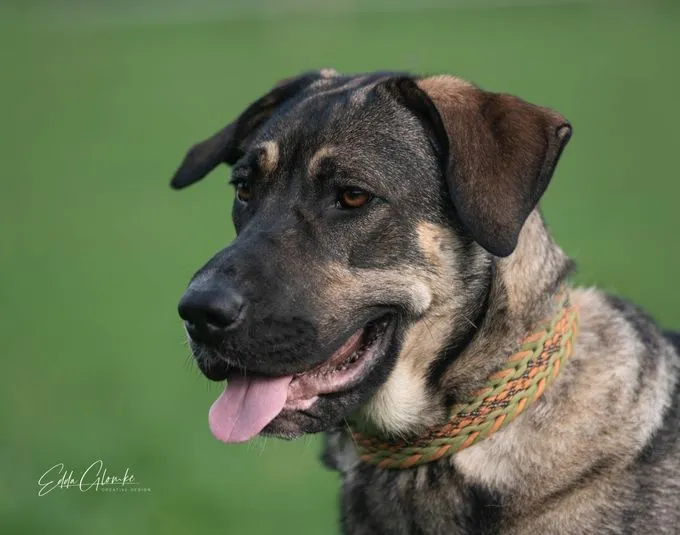 Dog from shelter, Cully | Schwarz Braun Dsh Mix Female