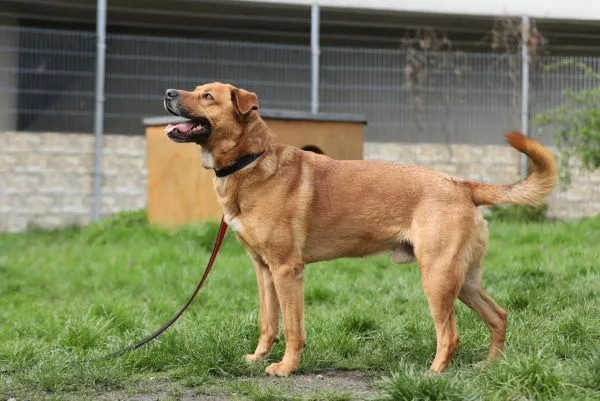 Dog from shelter, Klaus | Schäferhund Mix Male