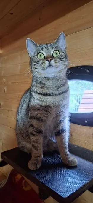 Cat from shelter, Emmi | Getigert Bkh Ek Mix Female