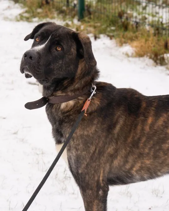 Lennox - herdenschutzhund-mix zur Adoption