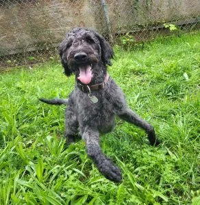 Dog from shelter, Simba | Labradoodle Male