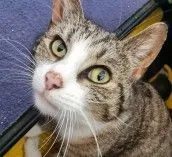 Kiki - ekh zur Adoption