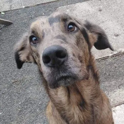 Hund aus Tierheim, Zelda | Braun Mit Schwarze Punkte Doggen Mix Weiblich