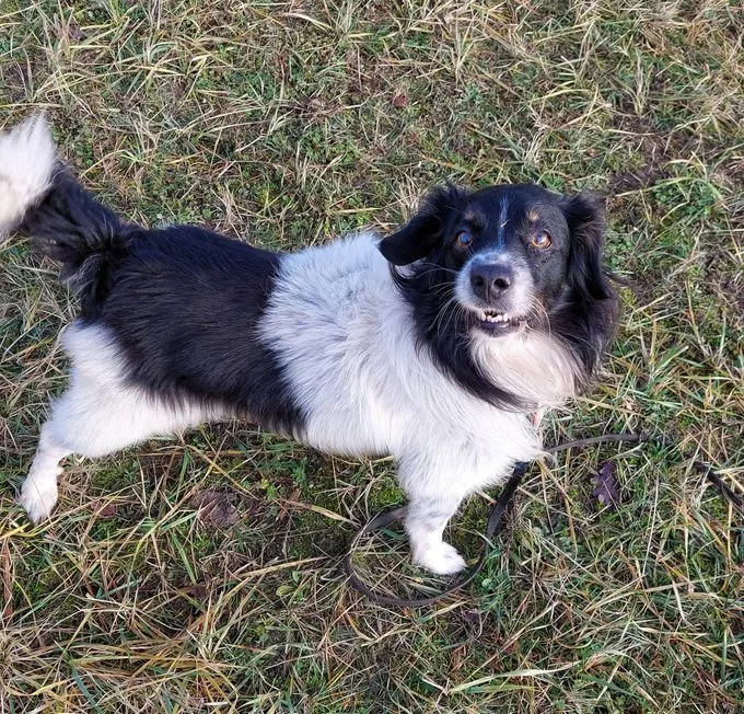 Dog from shelter, Baki | Schwarz Weiß Mix Male