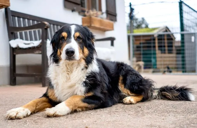 Hund aus Tierheim, Willi | Schwarz Braun Weiß Mischling Männlich